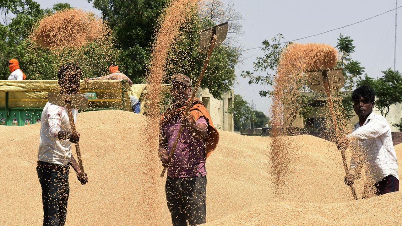 Le prix du blé propulsé à un niveau record après l'embargo indien sur les exportations