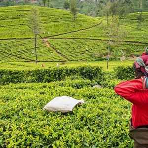 Fin avril 2021, le président Gotabaya Rajapaksa a brutalement interdit l'importation de produits chimiques agricoles, indispensables à la culture du thé.