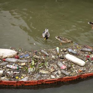 Près de la moitié (45 %) des 31.400 atteintes à l'environnement recensées en 2021, « relève d'actes entraînant l'appauvrissement ou la dégradation des ressources naturelles », selon le ministère de l'Intérieur.