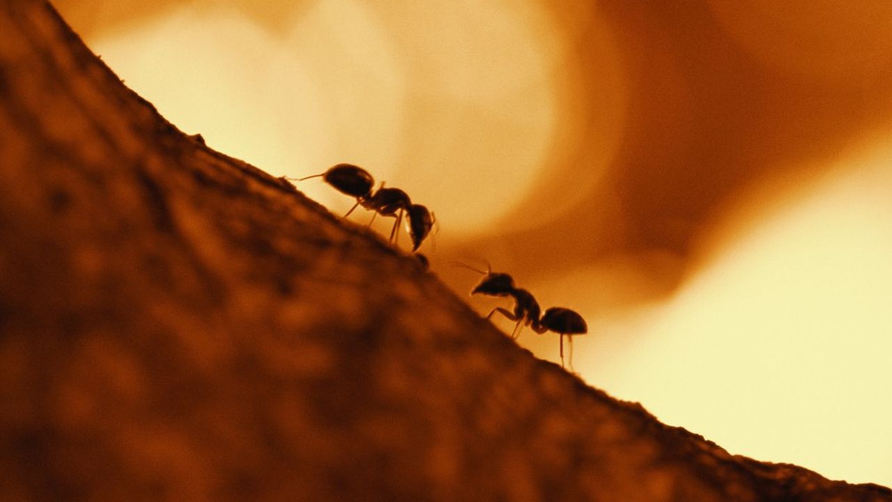 Conseils de fourmis.