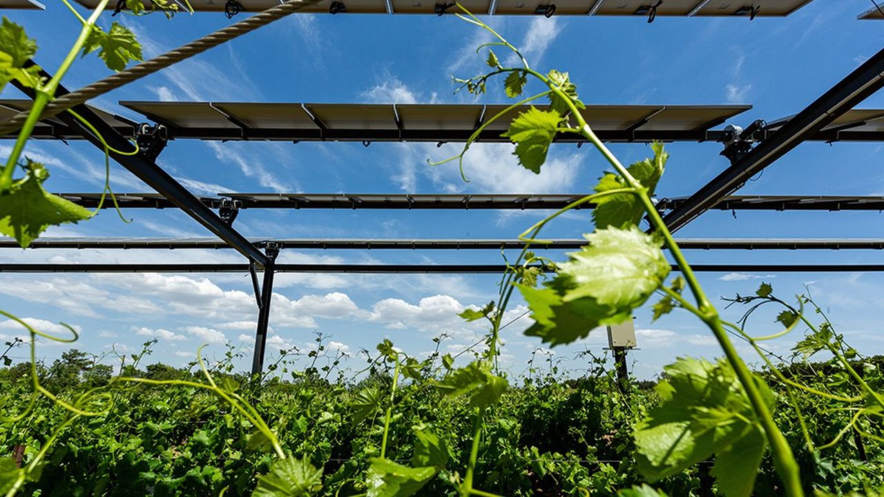 Dispositif expérimental de Sun'Agri sur des vignes à Piolenc, installé en 2019 sur des terres appartenant à la Chambre d'agriculture du Vaucluse.