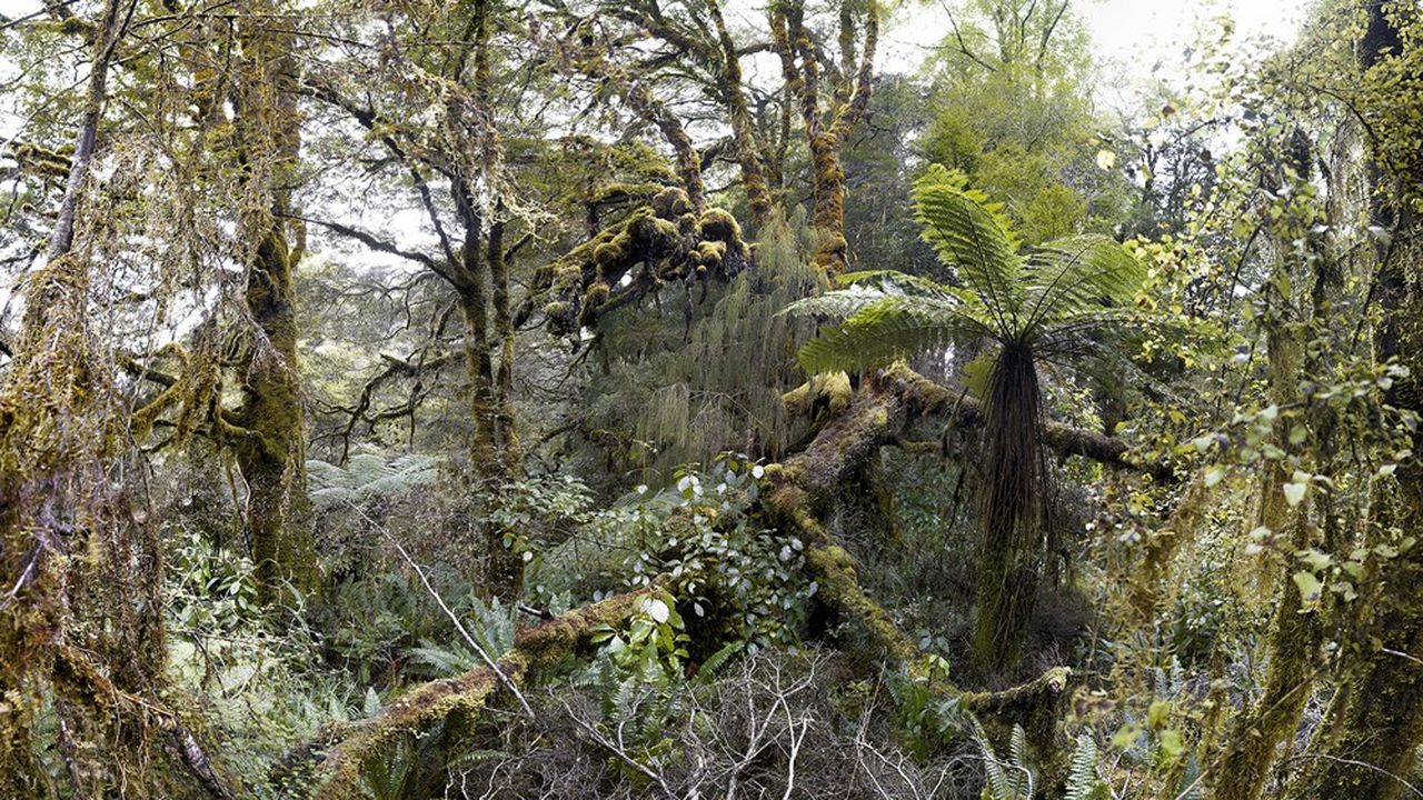 Le bassin du fleuve Opara (Nouvelle-Zélande), photo tirée de la série « Les forêts sauvages » de Laurent Monlaü (2008).