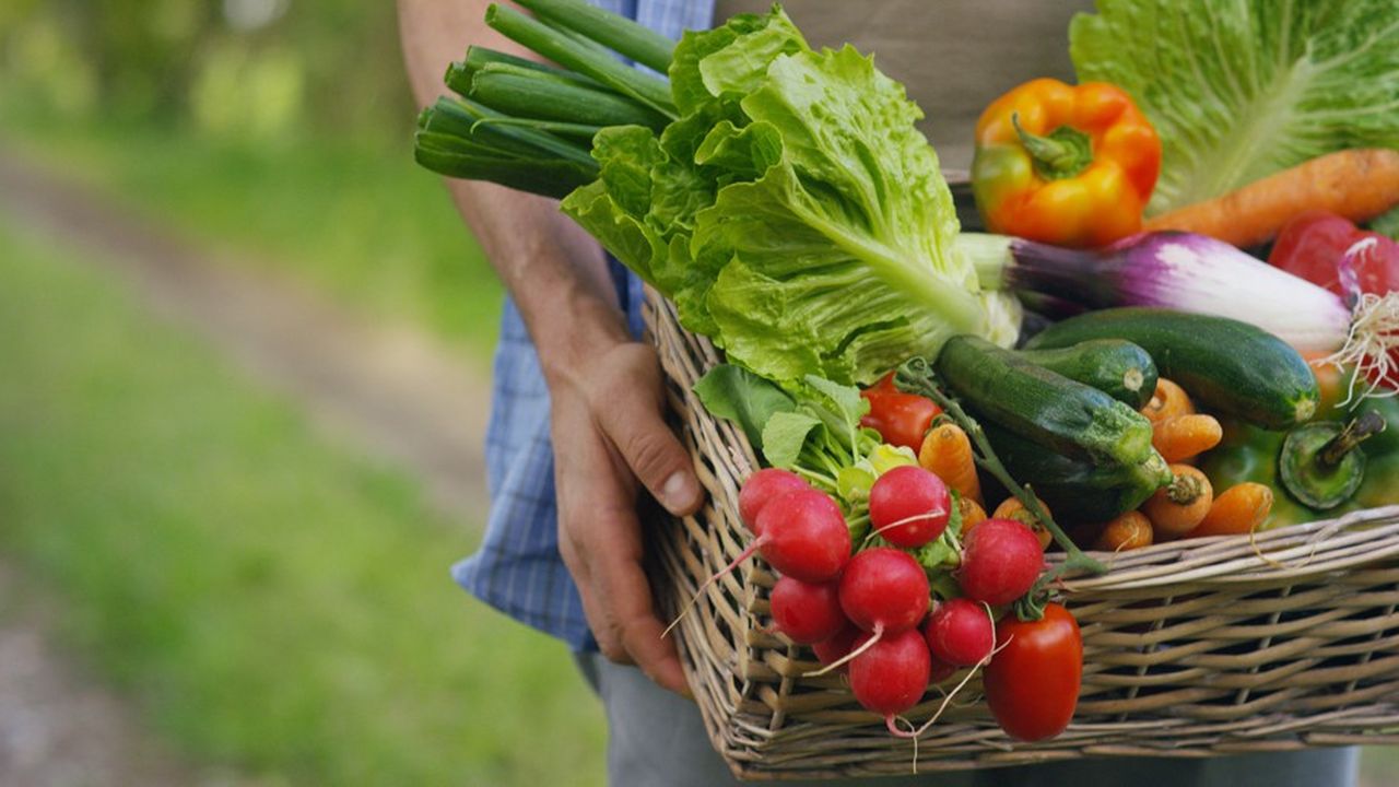 La hausse des ventes de fruits et légumes bio à la ferme compense en partie la baisse des achats enregistrée dans les grandes surfaces.