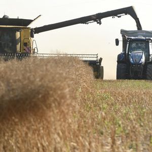 L'envolée des cours du blé, comme actuellement, incite moins les cultivateurs à aller vers des stratégies de culture à plus long terme.