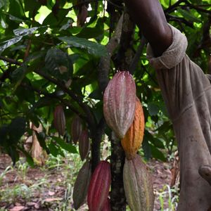 La Côte d'Ivoire est le premier producteur mondial de cacao.
