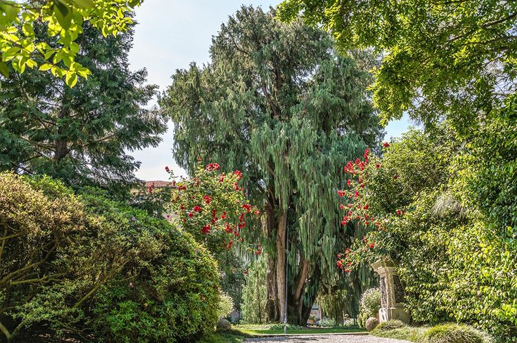 Au centre des jardins à l'anglaise d'Isola Madre, le célèbre cyprès du Cachemire planté en 1862, un géant de 70 tonnes, miraculé après avoir été déraciné par une tornade en 2006.