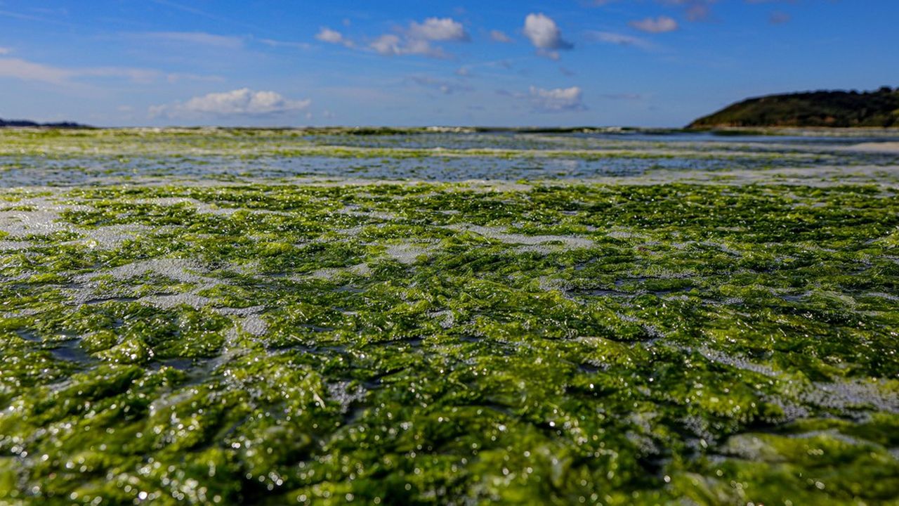 Les algues vertes sont de retour en Bretagne : celles de Normandie  sont-elles aussi nocives ?