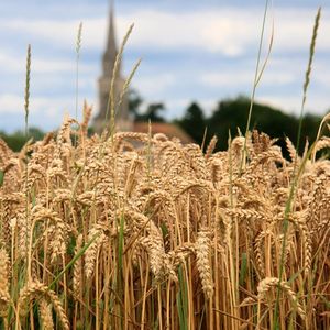 Face aux épisodes de gels, de canicule et de pluies qui fragilisent les cultures d'année en année, la Coopérative Bourgogne du Sud teste de nouvelles variétés de blé plus adaptées aux nouvelles conditions climatiques du territoire.
