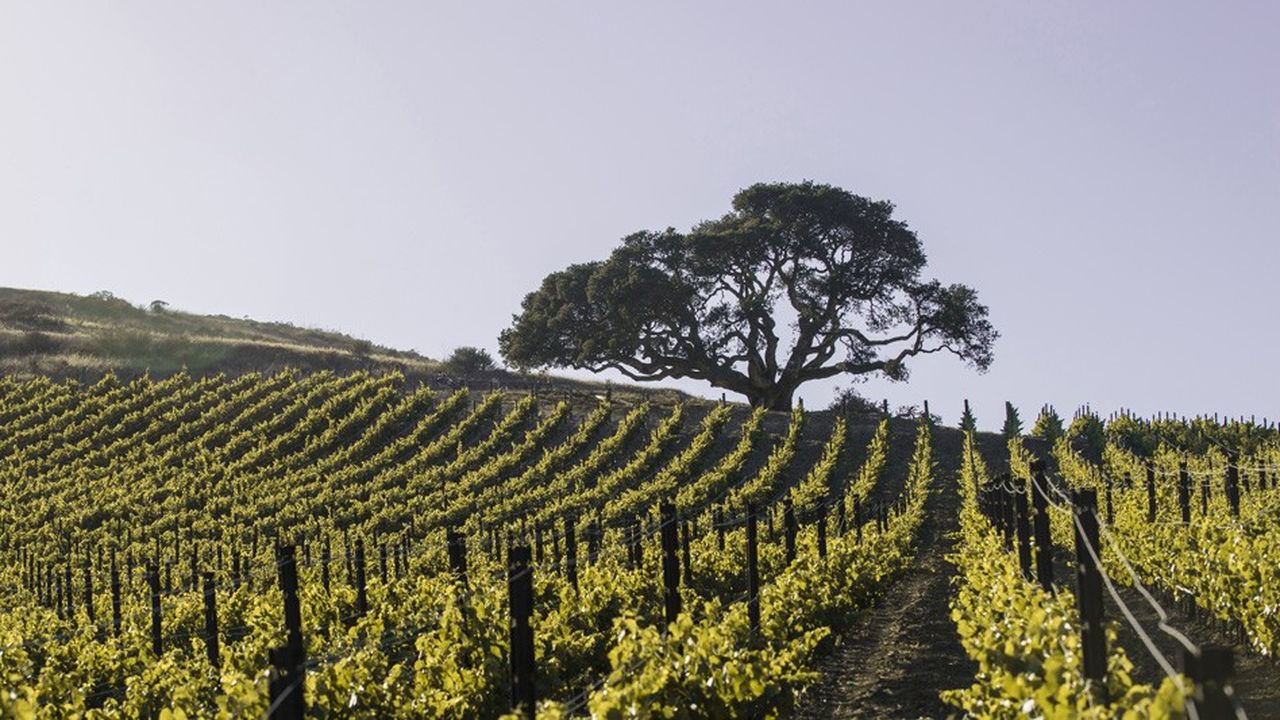 Le domaine de la Côte, Rajat Parr concrétise son rêve de création d'un vignoble de type bourguignon en Californie.
