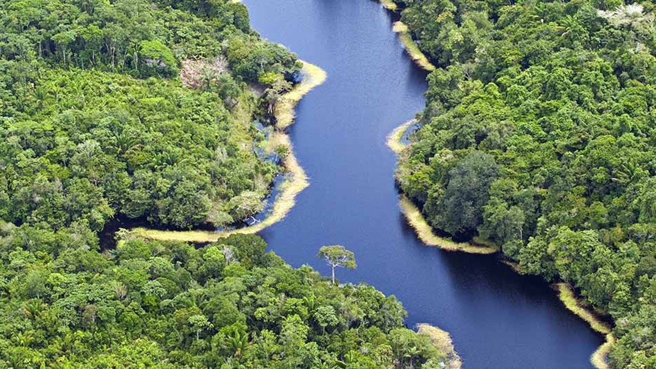 Brésil, Amazonie, Vue aérienne d'un ipago, Black Water Creek, près de Manaus