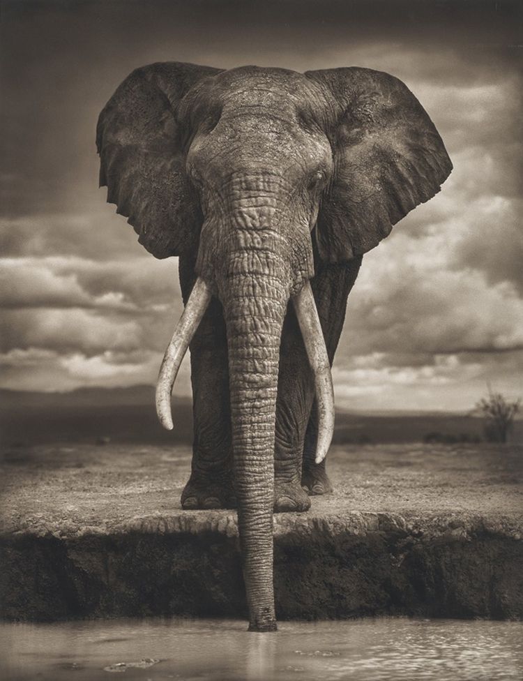 «Elephant Drinking, Amboseli» (2007), de Nick Brandt.