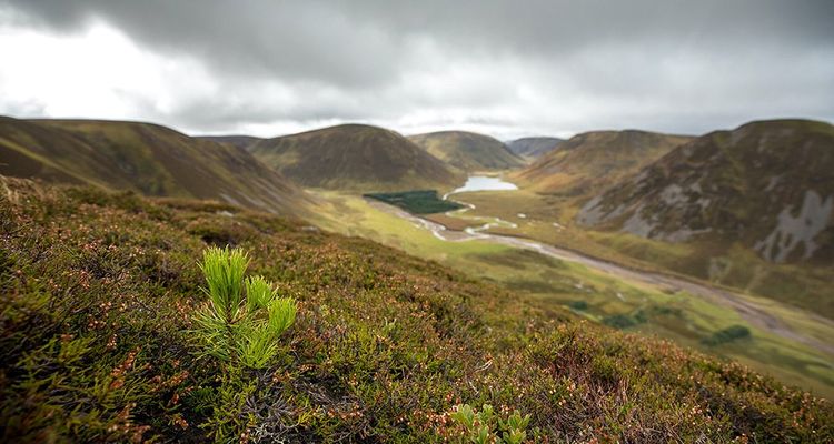 Dans les Highlands, l'organisation Wildland fondée par Anne et Anders Holch, replante des parcelles pour préserver la biodiversité.