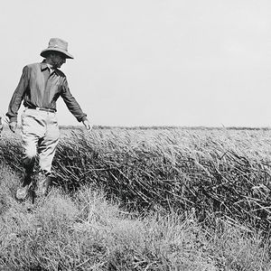 Paul Ricard (au premier plan), au Domaine de Méjanes, en Camargue, où, durant la guerre, il se lance dans la riziculture (photo non datée).
