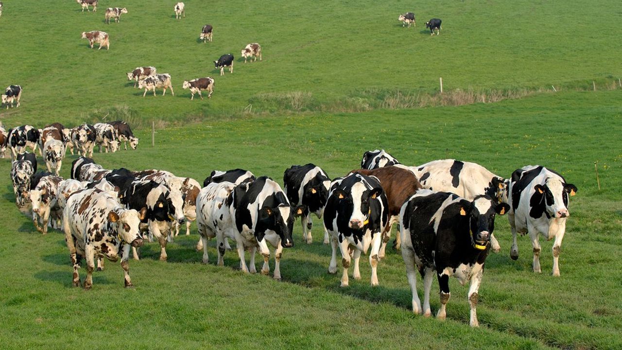 Entre 2010 et 2020, le nombre d'élevages bovins mixtes, produisant du lait et de la viande, a diminué de 41 %.