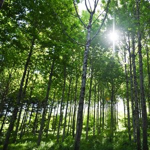 De nombreux projets financés par des crédits carbone servent à la reforestation. Une pratique aujourd'hui critiquée car pas toujours bénéfique pour l'environnement.