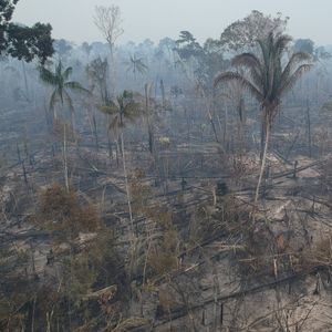 La déforestation de l'Amazonie a enregistré un nouveau record sur les six premiers mois de l'année.