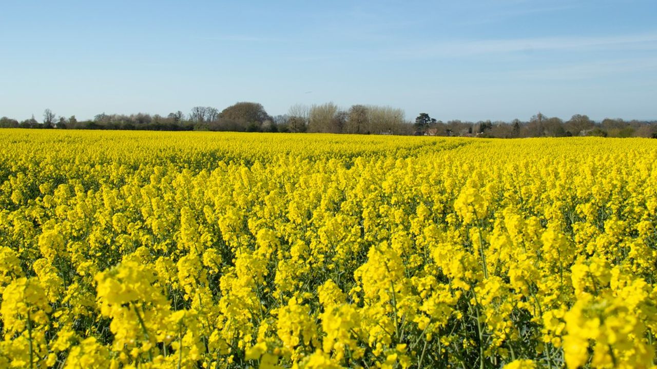 La récolte de graines de moutarde en France s'annonce prometteuse dans la région de Dijon. Elle ne pourra satisfaire totalement la demande française.