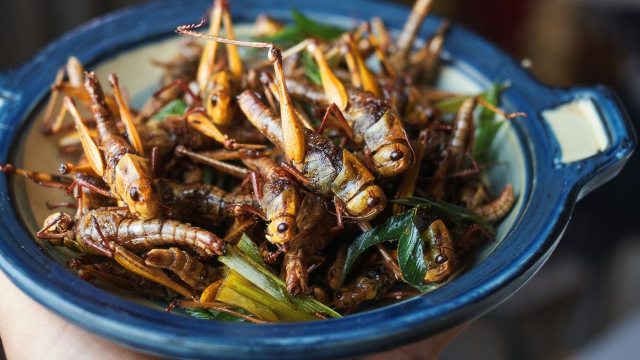 À Bangkok, en Thaïlande, consommer des insectes n'a rien d'exceptionnel.