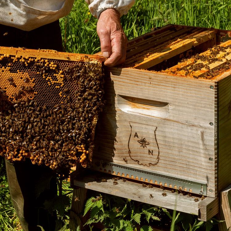 Le Parc naturel régional du Perche accueille le Conservatoire de l'Abeille Noire de l'Orne avec lequel s'est associé Trudon. Le rucher central comprend douze ruches quotidiennement entretenues par Raymond Daman, apiculteur et responsable du conservatoire.