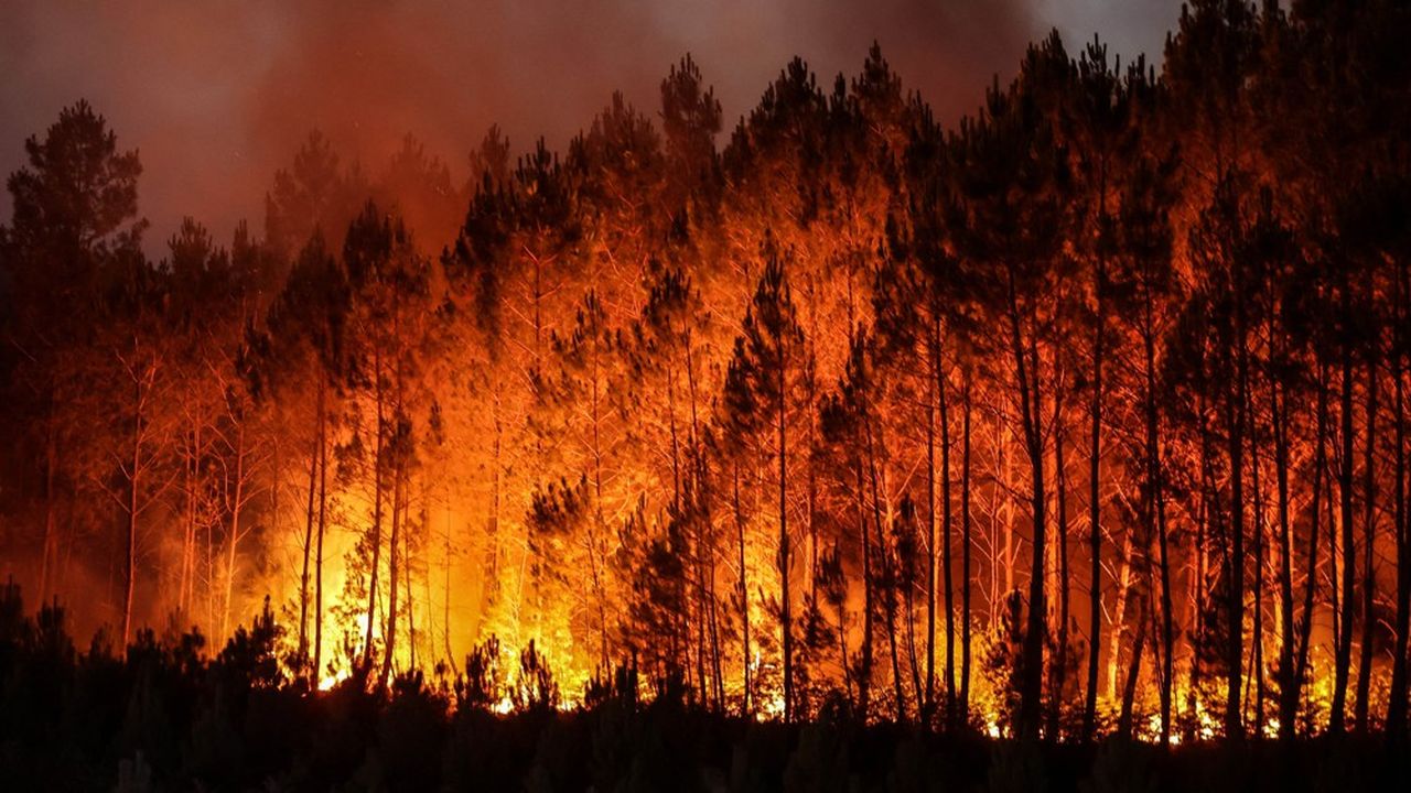 En Gironde et dans les Landes, la filière bois terrassée par les flammes | Les Echos