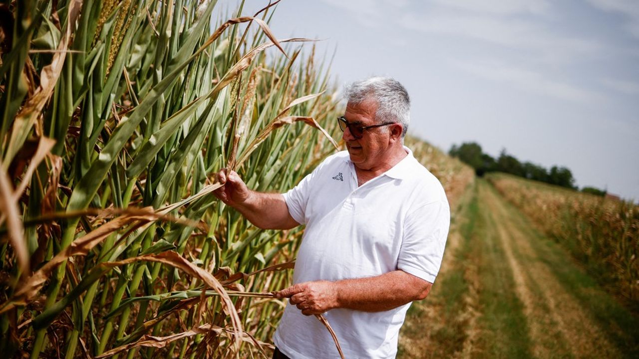 La siccità storica mise in ginocchio l’agricoltura italiana