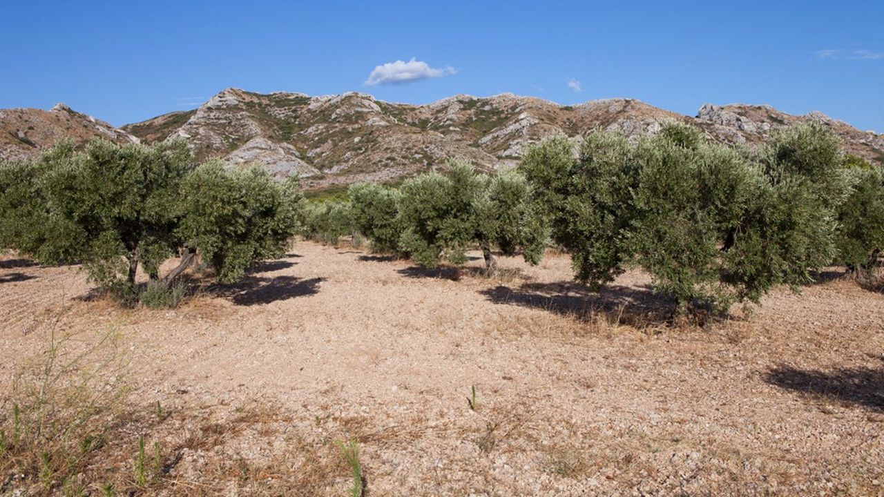 Lors de son dernier conseil d'administration, le 22 juillet, France Olive a anticipé pour cette année « une très petite récolte » de 630 tonnes d'olive, de moitié inférieure à la moyenne de production.