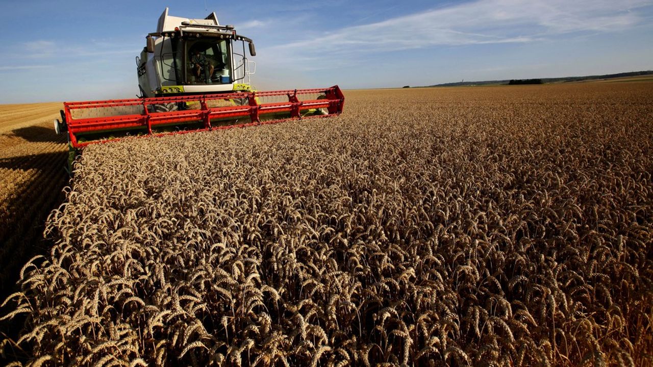 En juillet, les prix mondiaux des céréales ont reculé de 11,5 %