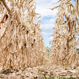 Un champ de maïs totalement desséché, proche de Villefranche-sur-Saône, le 5 août 2022