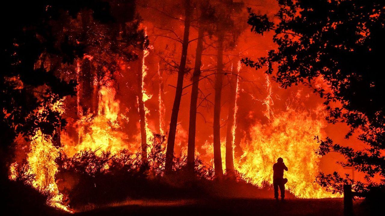 30 % des surfaces incendiées étaient peuplées d'arbres de moins de 15 ans.