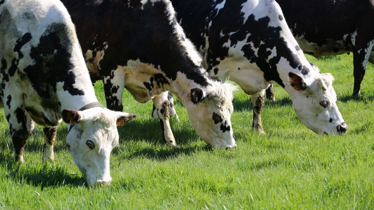 L'élevage de la ferme de Lavignac est composé de 130 vaches laitières.