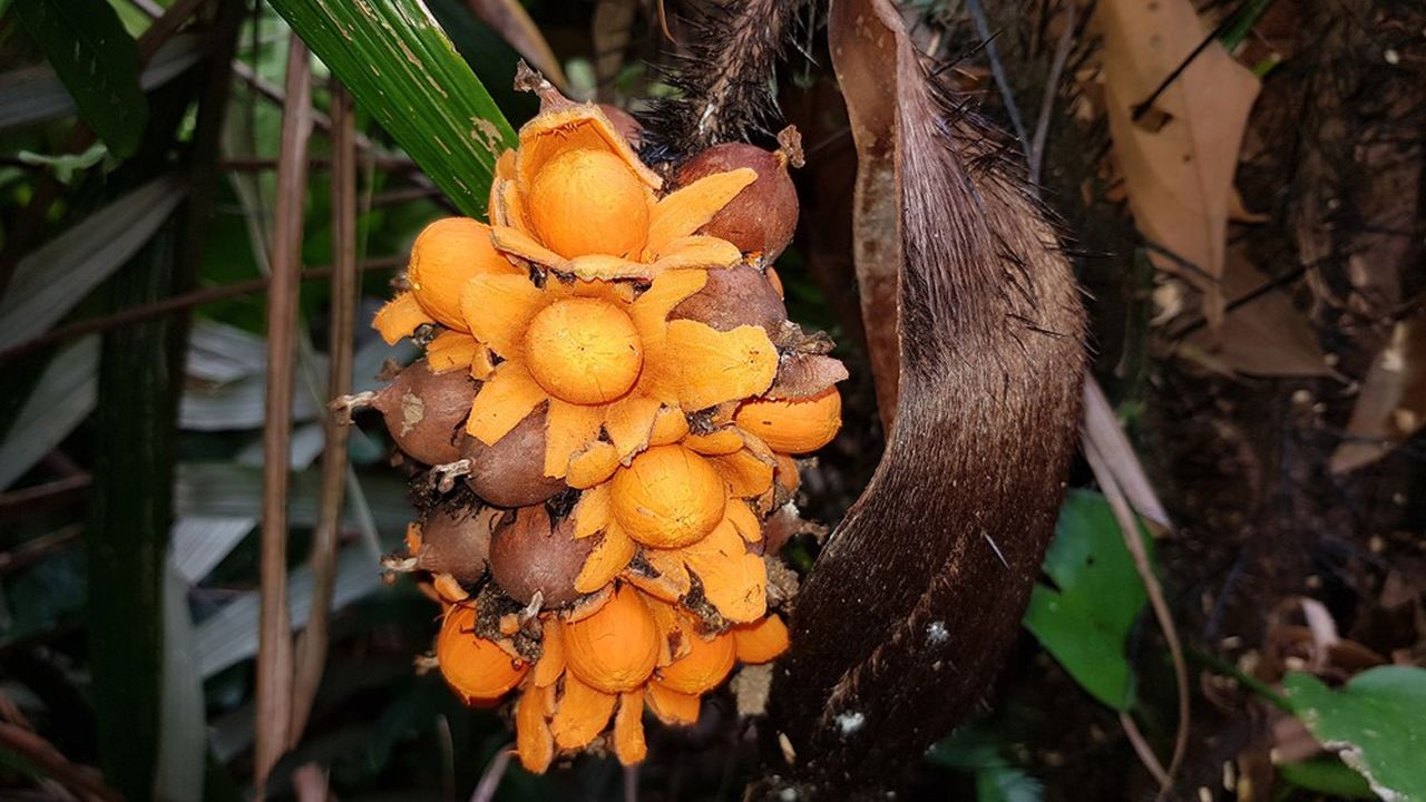 En Amazonie, le concept de régénération permet d'extraire des grains du palmier murumuru un beurre ultra-hydratant qui répare les cheveux abîmés, au lieu de l'abattre pour exploiter son bois. Ces graines ont en effet sept fois plus de valeur que le bois de ce palmier.