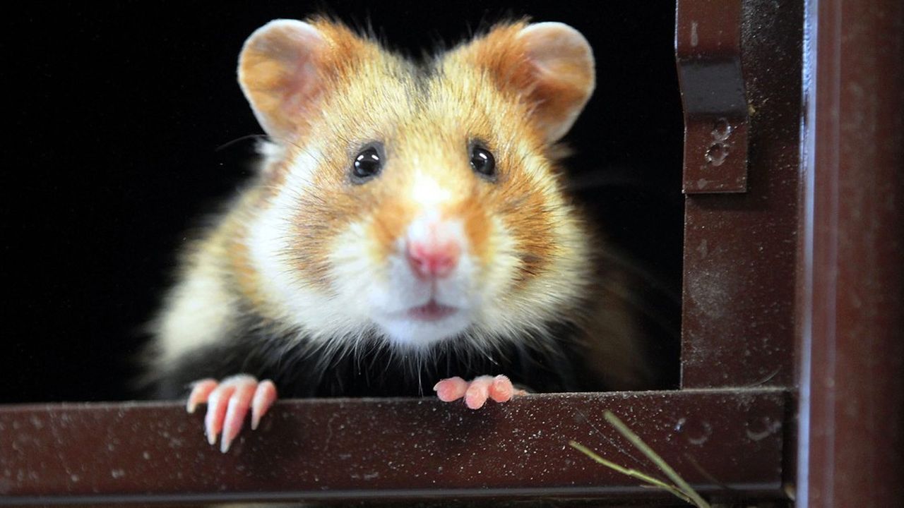 Le grand hamster d'Alsace fait l'objet de programmes de sauvegarde depuis une vingtaine d'années.