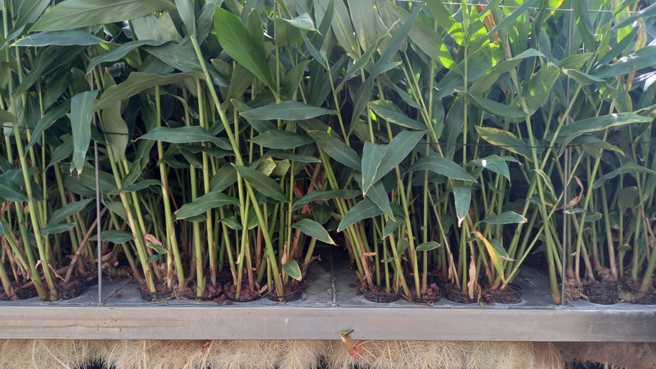 Culture de plantes en aéroponie dans la serre de PAT Zerbaz, à La Réunion.