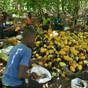 Grâce à la cartographie numérique, les fabricants de chocolat européens ou américains peuvent savoir de quelle plantation précise proviennent leurs cabosses de cacao de Côte d'Ivoire.