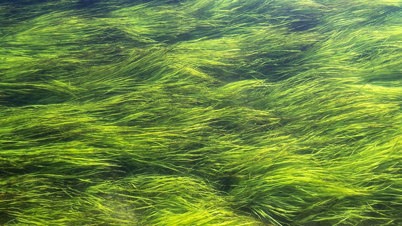 Les algues marines sont un anti-âge naturel qui permettent à la peau de rester tonique et lisse.