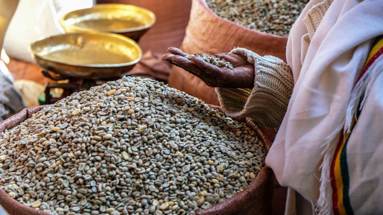 60 % des variétés de café pourraient disparaître à cause du changement climatique, selon le magazine « African Business ».