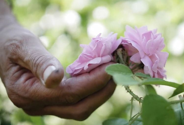 Grace à sa technique de fertilisation par les champignons, la start-up française Mycophyto a réussi à doubler le rendement de rosiers à parfum.