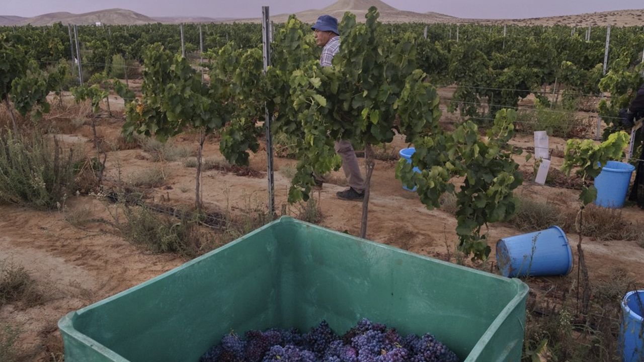 Le domaine viticole de Yeruham, dans le désert du Néguev.