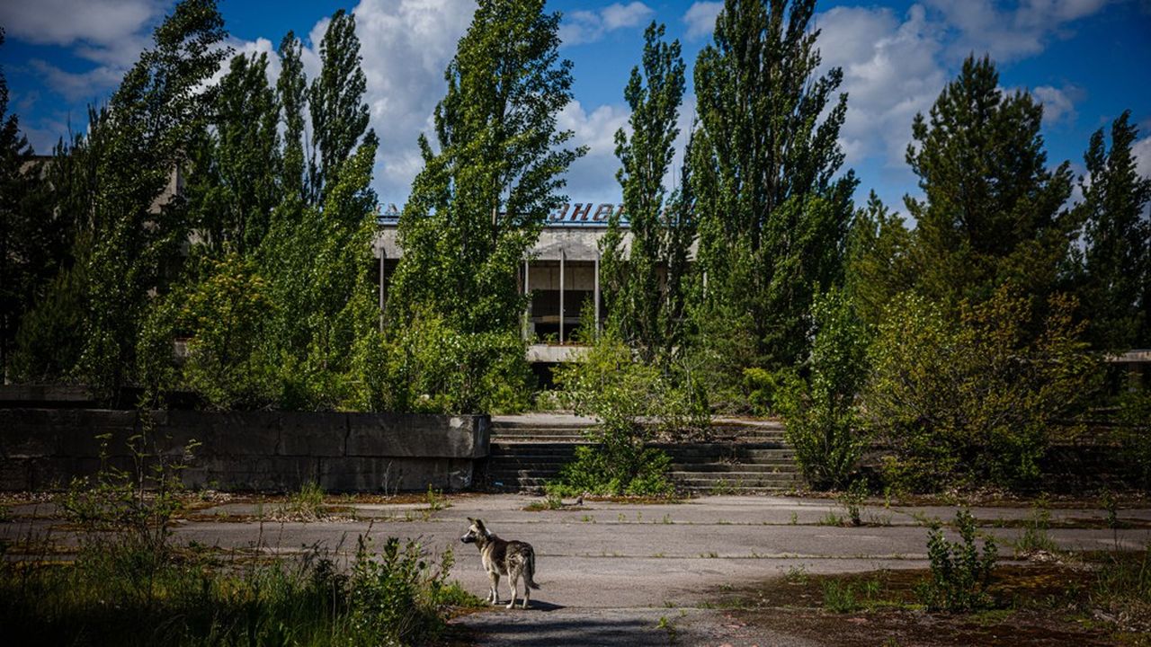 Un chien sauvage à Tchernobyl en mai 2022.