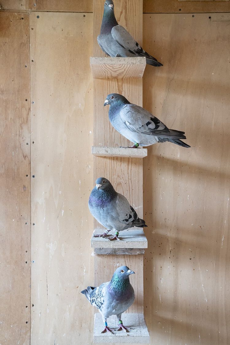 In pigeon breeding by Jelle Roziers, in Iteghem in Flanders, last September.