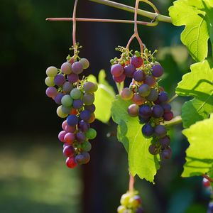 grapes-1659118_1280.jpg