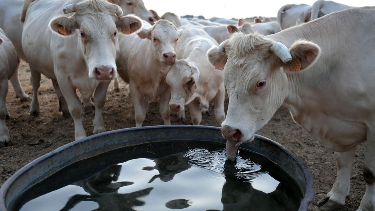Les vaches boivent plus de 100 litres d'eau, parfois 150 litres, l'été, sous un soleil de plomb.