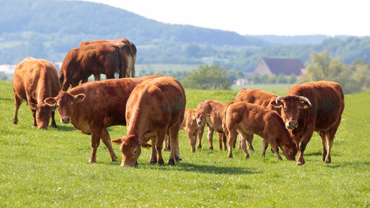 Selon l'Institut de l'élevage, la France pourrait perdre 1 million de bovins d'ici à 2030, en plus des 650.000 déjà disparus en cinq ans.