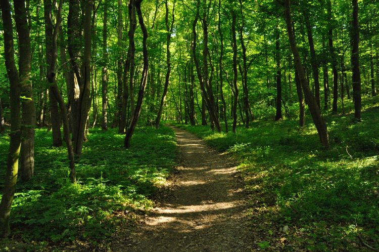 Marcher en forêt, prendre le temps de s'intéresser à son environnement, est bénéfique non seulement psychologiquement mais aussi pour sa santé et son système immunitaire.