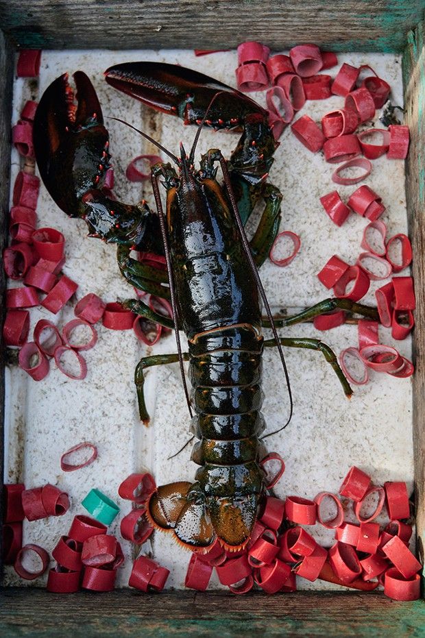 Ciseaux à crustacés  La saison du homard est à nos portes! Avez