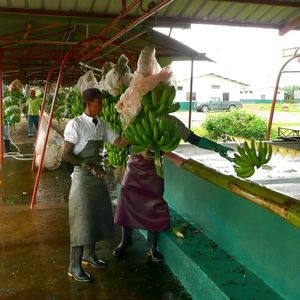 Pourquoi l'écosystème de la production de bananes déprime