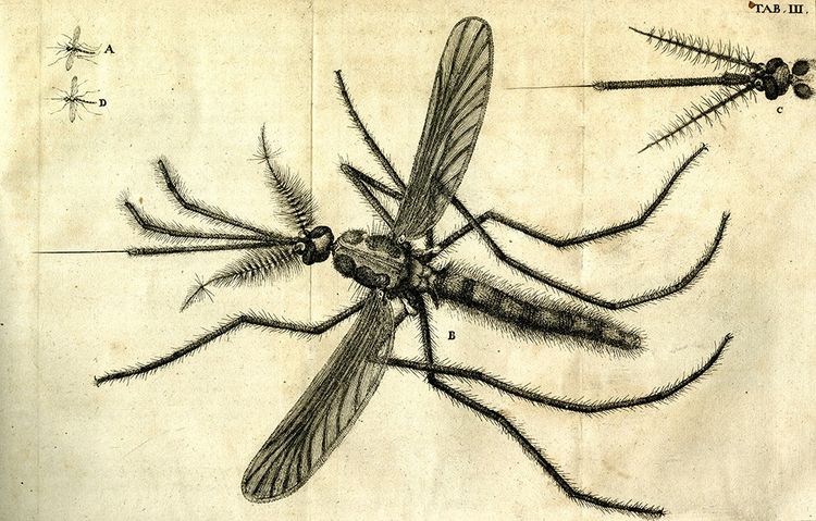 Mosquito drawing that appeared in “General History of Insects” by Jan Swammerdam (1682).