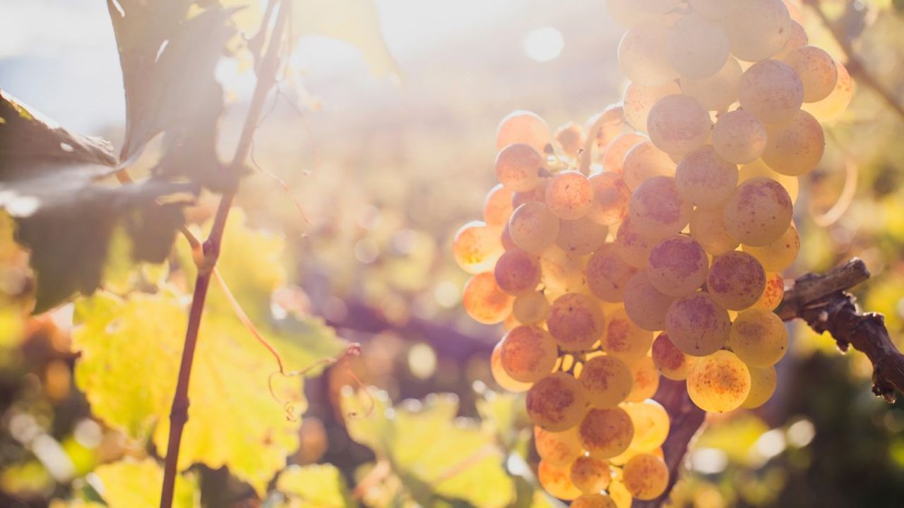 Dans l'agglomération dijonnaise, une vingtaine de viticulteurs espèrent obtenir l'appellation « Bourgogne Dijon ».