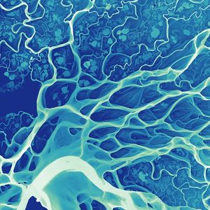 Les «Veines du fleuve Léna » de 2019 est une image LiDAR de Daniel Coe, qui réalise une cartographie 3D des sols par balayage laser, présentée au Musée des Confluences.