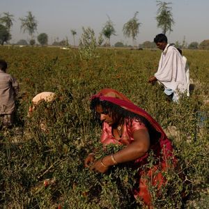 Une famille récolte des gousses de piment au Pakistan